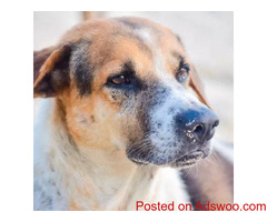 Dog Care Tips For Beginners - Veterinarians in Ellicott City, MD
