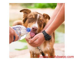 Keeping Your Pet Cool - Veterinary Clinic in Ellicott City, MD