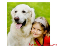 Pet Wellness Exams - Animal Hospital in Eau Claire, WI