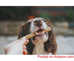 Fall Dog Treats - Vet Clinic in Watertown, WI