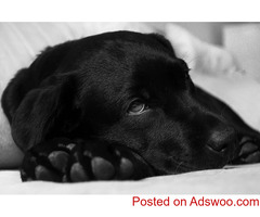 Black Dog Day - Veterinarian in Leesburg, VA