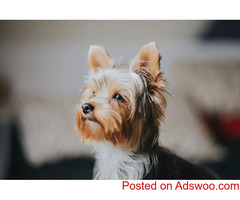 Fun Facts About Yorkies - Pet Clinic in Leesburg, VA