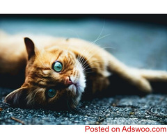 Diabetes in Cats - Animal Hospital in Downey, CA
