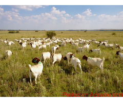 Livestock, Poultry, Frozen Chicken, Ostrich, Pigs & Feed Whatsapp +27631521991