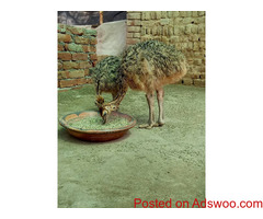 Livestock, Poultry, Frozen Chicken, Ostrich, Pigs & Feed Whatsapp +27631521991