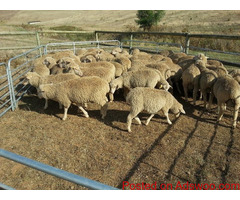 Livestock, Poultry, Frozen Chicken, Ostrich, Pigs & Feed Whatsapp +27631521991