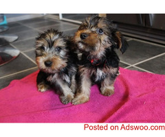 Gorgeous and adorable Teacup Yorkie Puppies