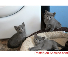 Stunning Russian blue kittens