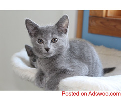 Stunning Russian blue kittens