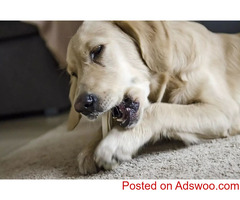 DIY Pocket Pet Toys - Animal Hospital in Lakewood, CO