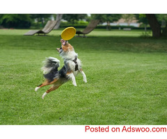 Things Your Dog Wants From You - Vet in Wheat Ridge, CO