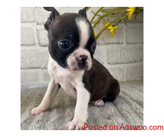 Amazing Purebred Boston Terrier puppies