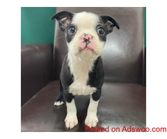 Amazing Purebred Boston Terrier puppies