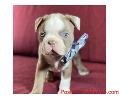 Amazing Purebred Boston Terrier puppies