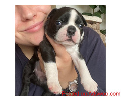 Beautiful Boston Terrier puppies for sale