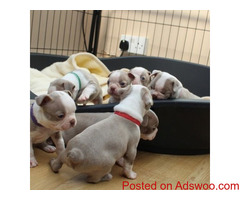 Beautiful Boston Terrier puppies for sale