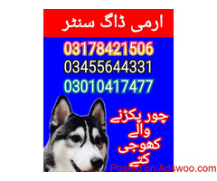 Army dog center multan 03017735103