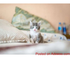 Thanksgiving With Kitties - Veterinarian in Boulder, CO