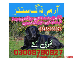 Army Dog Center Lahore (03458966073)