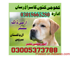 Army dog center Jhelum 03335986666
