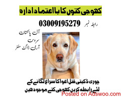 army dog center islamabad 03018665280