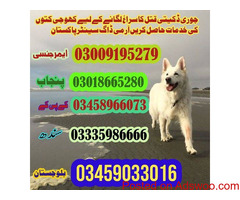 Army Dog Center Karachi Contact Number 03335986666