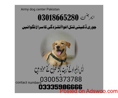 ARMY DOG CENTRE MULTAN 03005373788