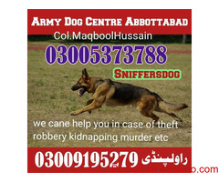 Army dog center abbottabad 03227644392