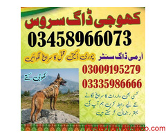 Dog Center Gujranwala 03335986666 Special Trained Dogs