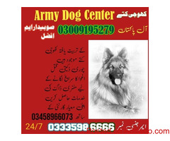 Khoji Dog Center Sialkot 03335986666 | Army Dog Center Sialkot