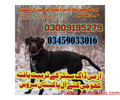 army dog center mianwali contact 03009195279 #khojidogs