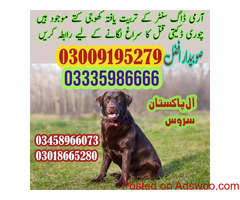 army dog center sargodha contact #03005373788