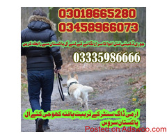 army dog center mandi bahauddin contact number #03459033016 #Detectivedogs