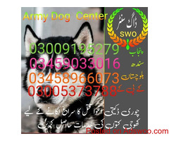 Army dog center Gujarkhan #03335986666 contact helpline
