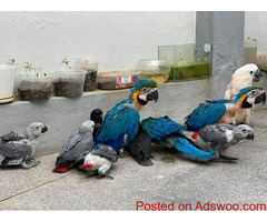African grey, Macaw, Amazon, cockatoos Parrots For Sale