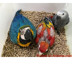 African grey, Macaw, Amazon, cockatoos Parrots For Sale