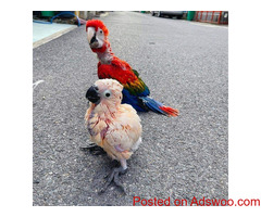 African grey, Macaw, Amazon, cockatoos Parrots For Sale
