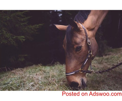 Thanksgiving On The Farm - Veterinarians in Mt. Airy, MD