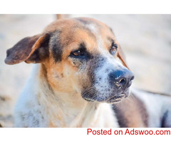 Fall For Senior Farm Animals - Vet in Westminster, MD