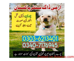 Army dog center Lahore 03036213401