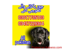 Army dog center bahawalnagar