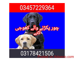 Army dog center bahawalnagar