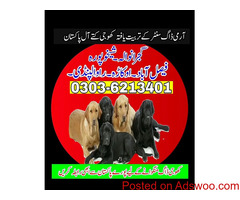 +923036213401