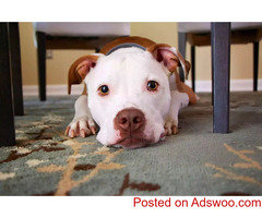 Exploring Animal Welfare Week - Veterinary Clinics in Burlington, ON