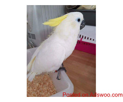Parrots and fertile eggs available