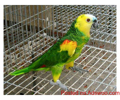 Parrots and fertile eggs available