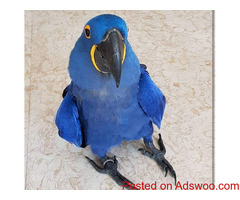 Parrots and fertile eggs available