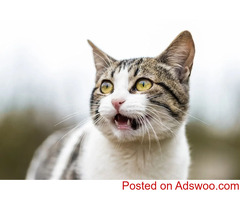 Common Holiday Hazards for Pets - Veterinary Clinic in Sandwich, MA