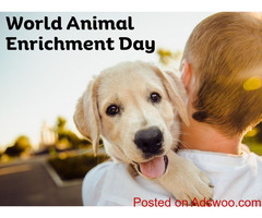 Celebrating World Animal Enrichment Day - Vet in Tipp City, OH