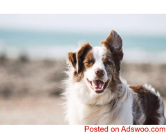 Your Dog’s First Grooming Appointment - Vet Clinic in Clinton, UT